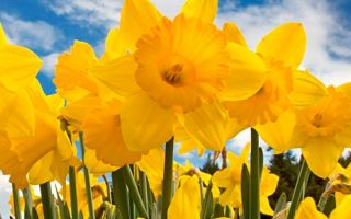 Kowhai Daffodil Day 2016